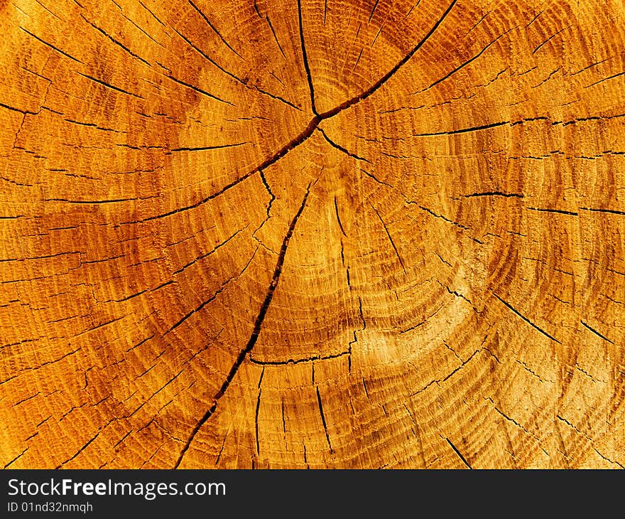 Cut of a tree an oak аbstract background