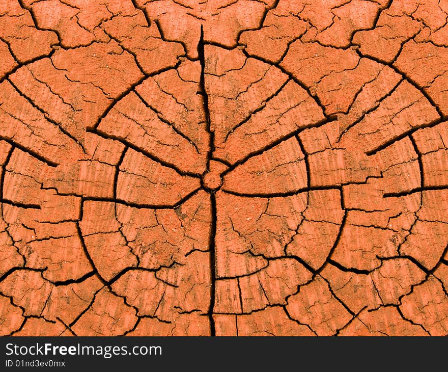 Cut of a tree an oak аbstract background