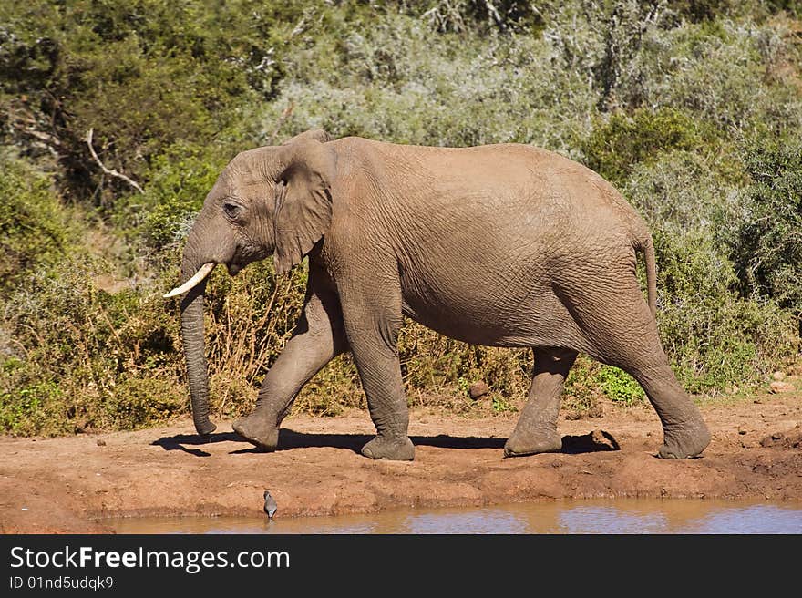 An Elephant strides off after having a drink. An Elephant strides off after having a drink