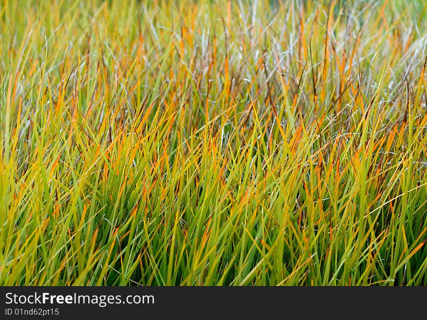 Colorful grass in the autumn. Colorful grass in the autumn