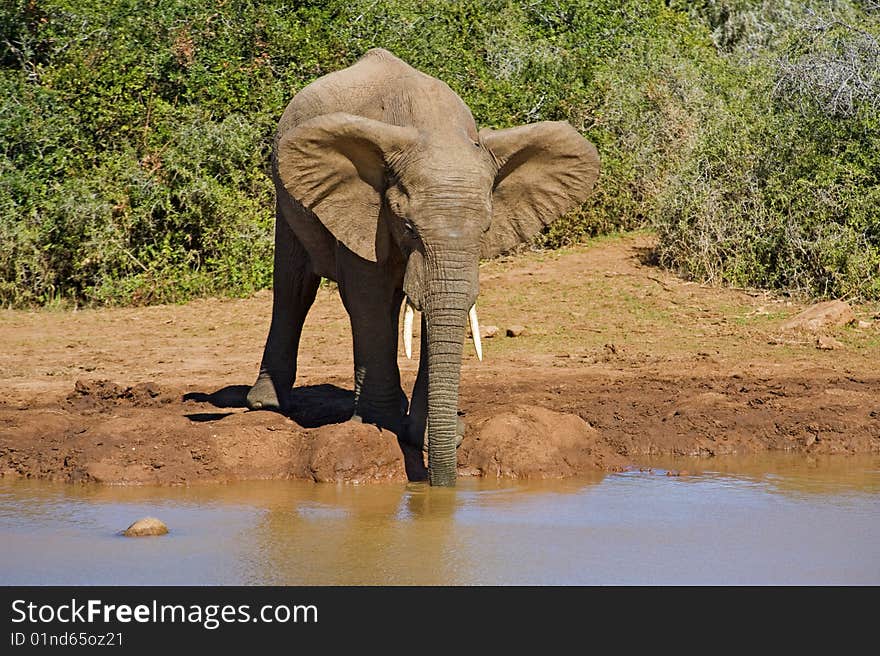 On a hot summers day Elephants love to drink. On a hot summers day Elephants love to drink