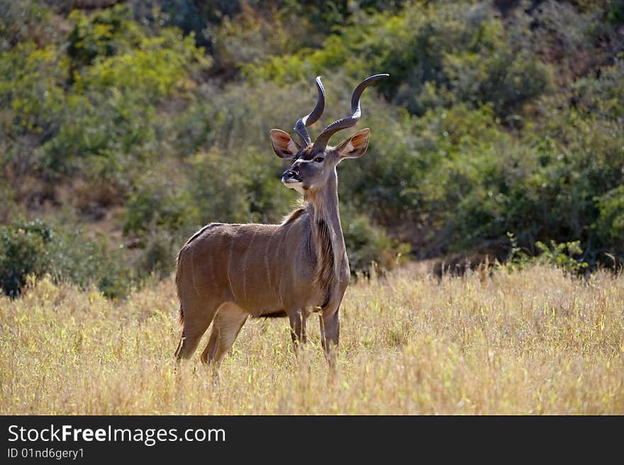 A lone Kudu Bull stares at the photographer. A lone Kudu Bull stares at the photographer