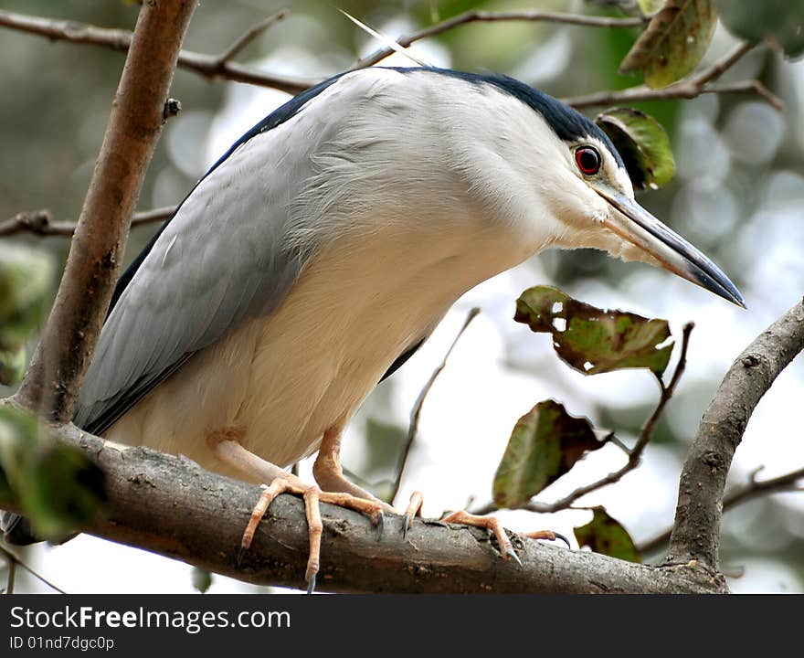 Black crowned heron adults are 64 cm long and weigh 800 g. They have a black crown and back with the remainder of the body white or grey, red eyes, and short yellow legs. Young birds are brown, flecked with white and grey. These are short-necked and stout herons.