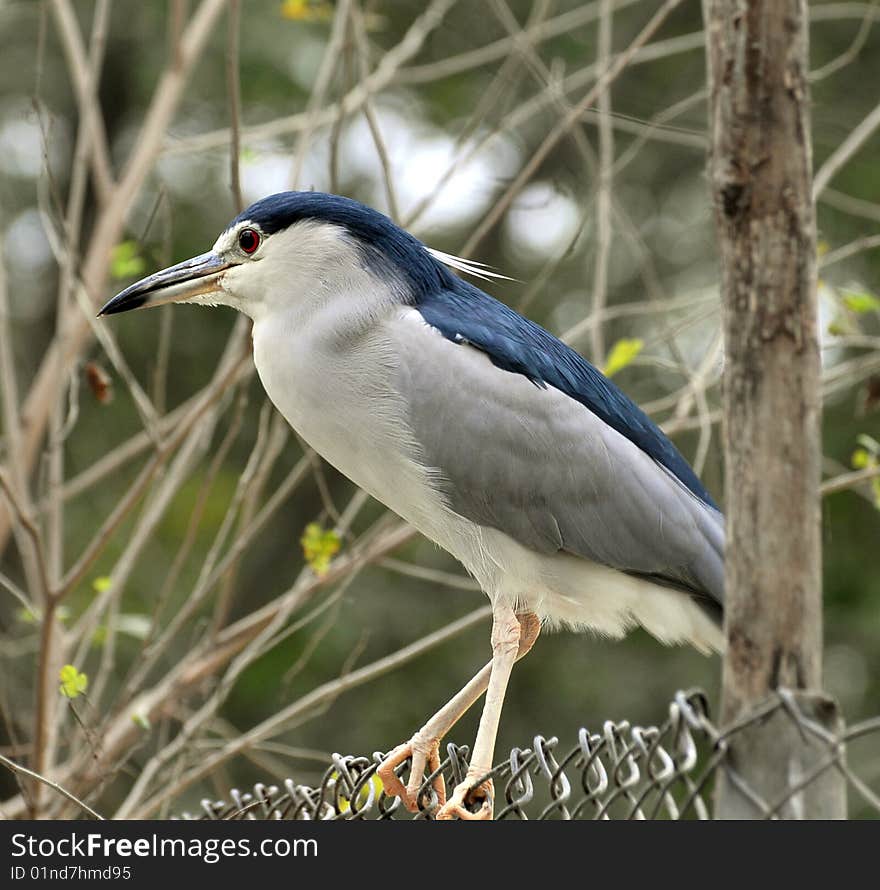 Black crowned heron adults are 64 cm long and weigh 800 g. They have a black crown and back with the remainder of the body white or grey, red eyes, and short yellow legs. Young birds are brown, flecked with white and grey. These are short-necked and stout herons.