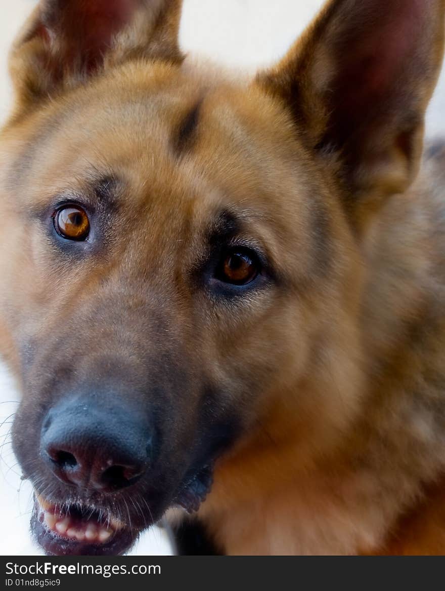 Shout of young german shepherd close-up on the white background. Shout of young german shepherd close-up on the white background