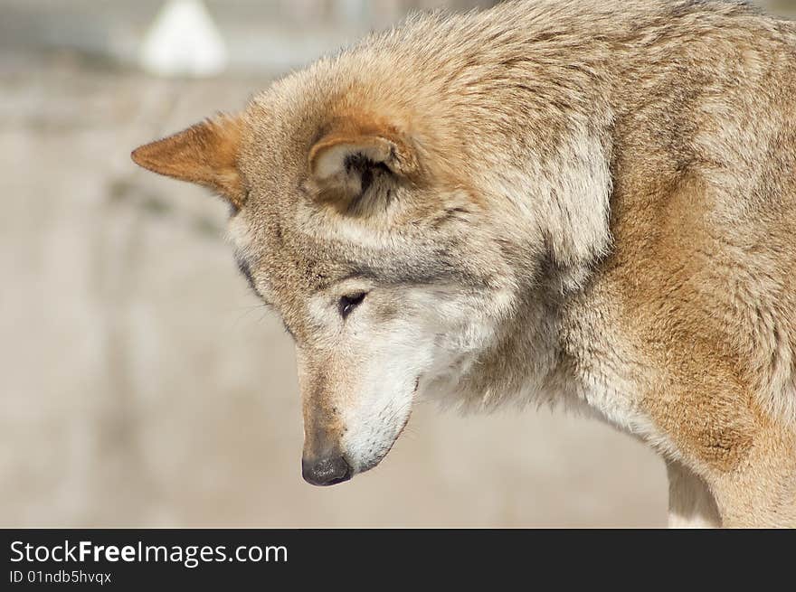 Grey Wolf Portrait