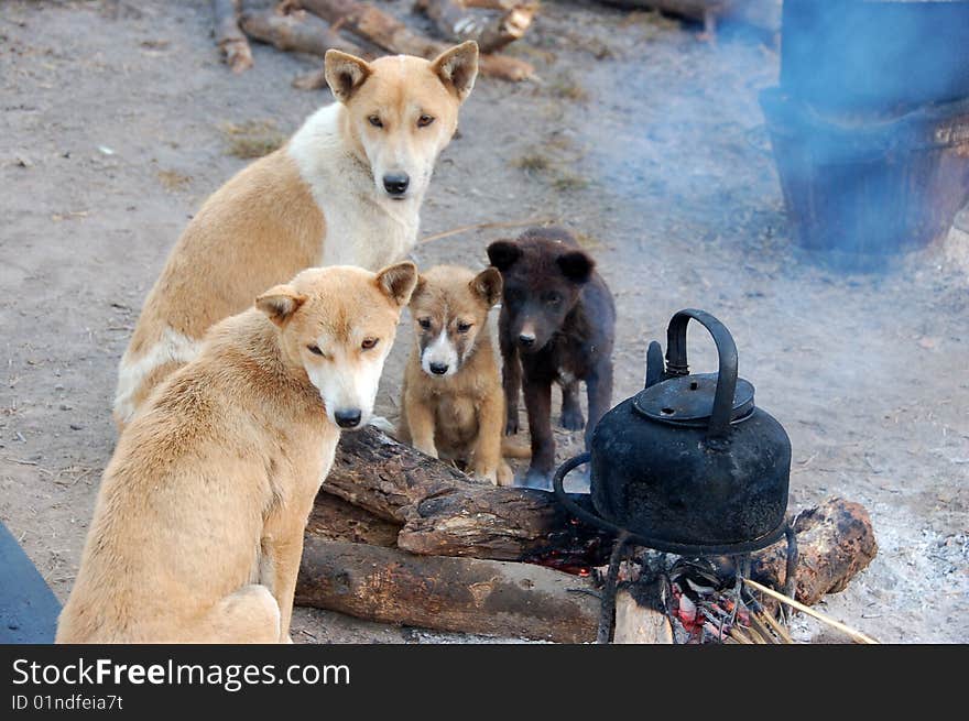 Dogs are sitting beside fire in a cold morning in mountain, Thailand. Dogs are sitting beside fire in a cold morning in mountain, Thailand