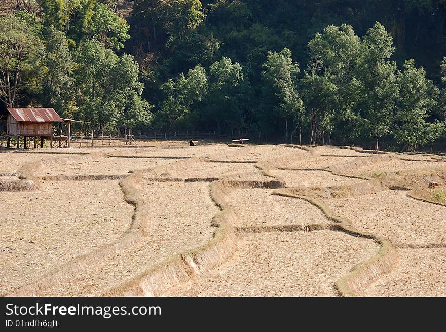 Dry rice field in Thailand