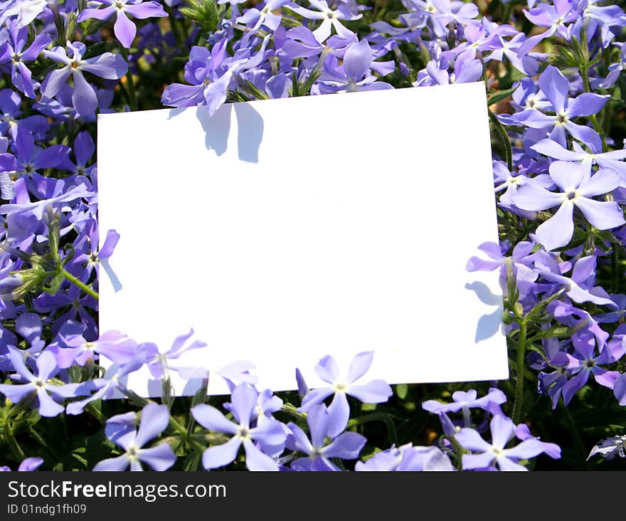 Card blank on the flower