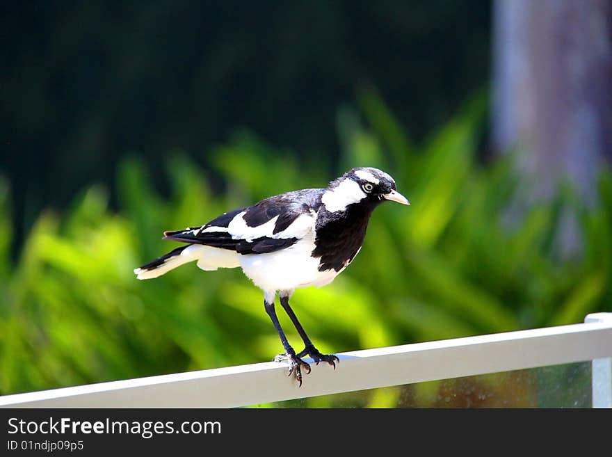 Murray-Magpie standing on fence