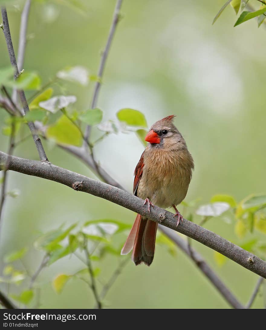 Female Cardinal