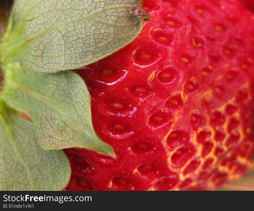 Colorful tasty strawberry in the garden