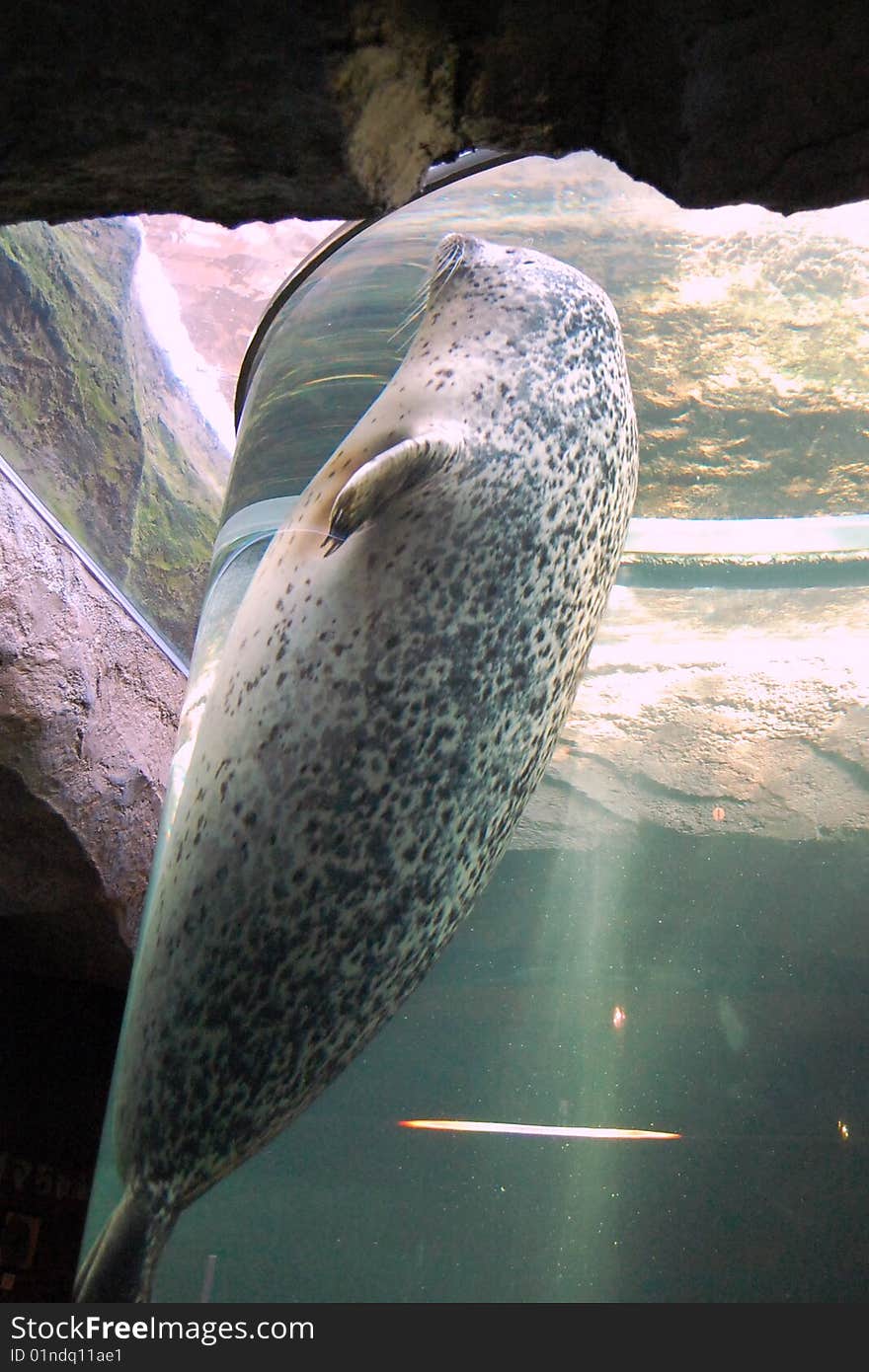 Earless seal