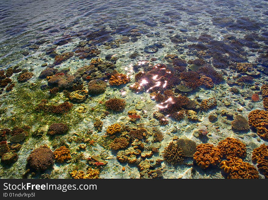 Coral reef in Sempurna, Sabah. Coral reef in Sempurna, Sabah.