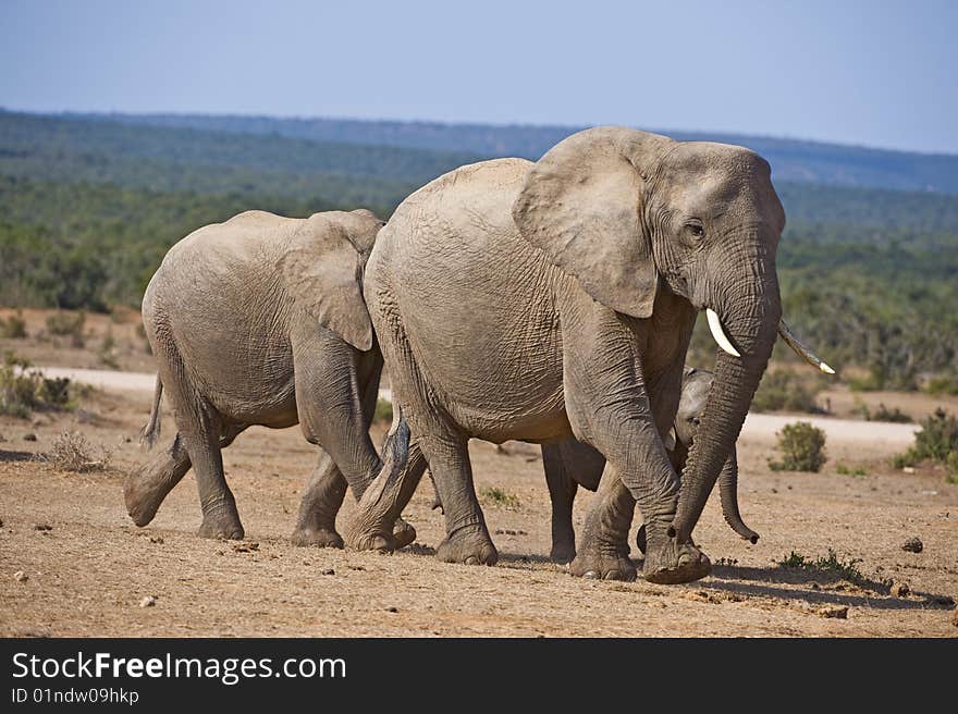 An elephant family rushes to the water in the heat of Summer