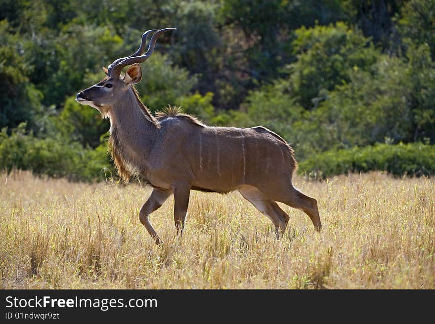 A young Kudu Male crosses the open meadow. A young Kudu Male crosses the open meadow