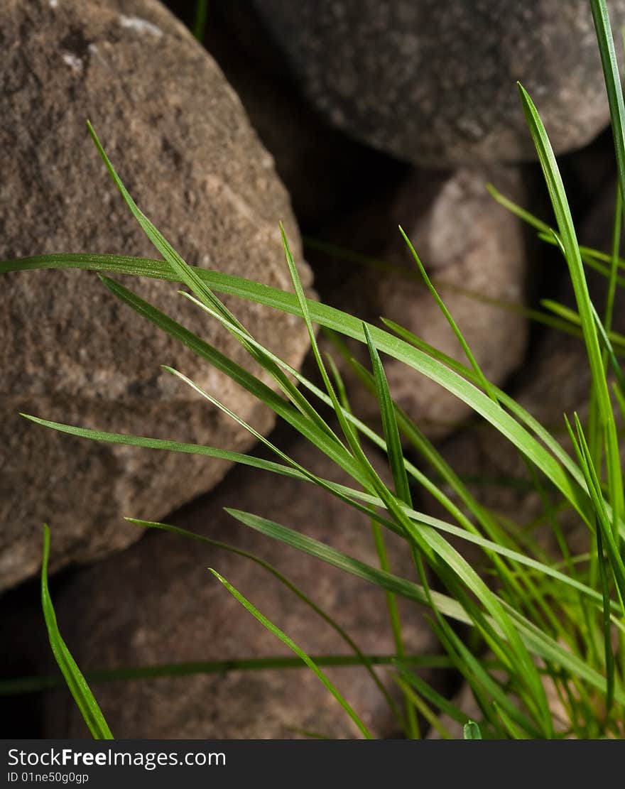 Fresh green grass on the rock