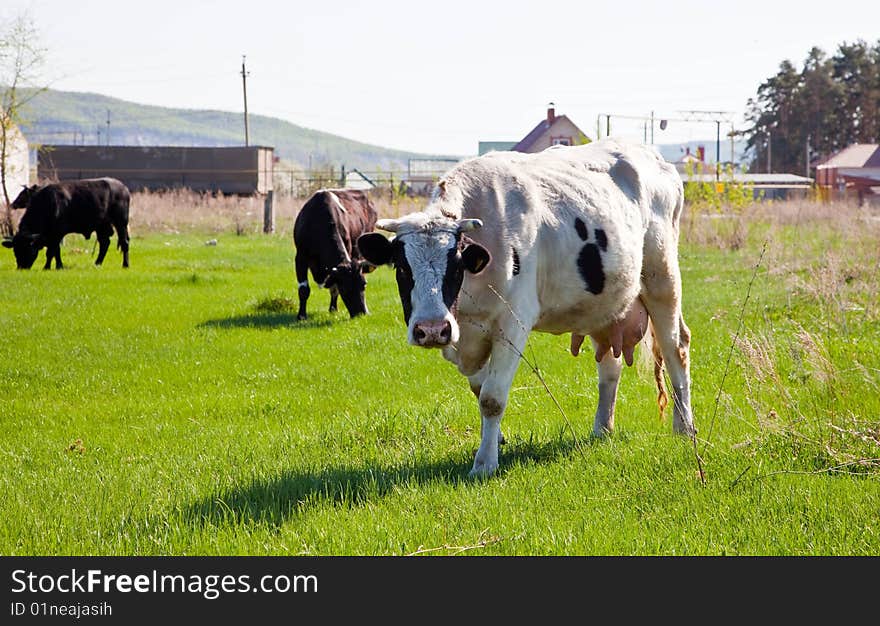 Cow On Meadow