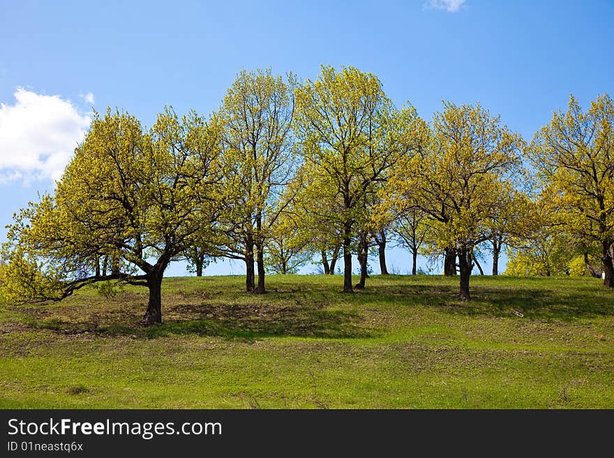 Spring trees on a green hillock