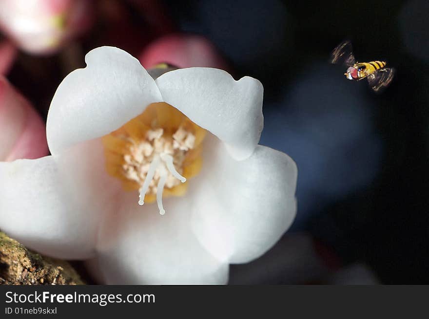 Insect flying towards a white close up flower. Insect flying towards a white close up flower