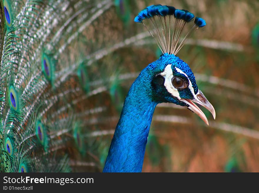 Peacock