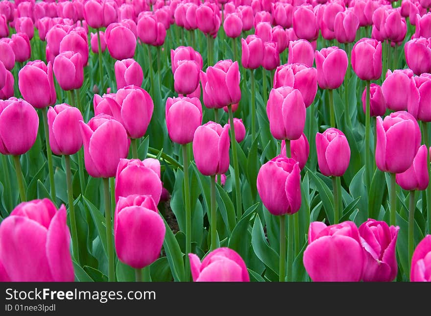 Close up on a field of pink tulips.