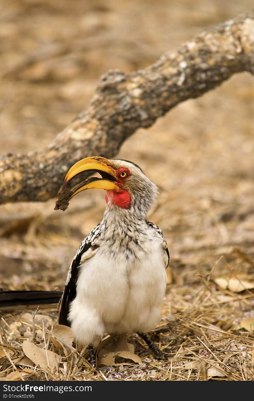 Southern Yellow-billed Hornbill