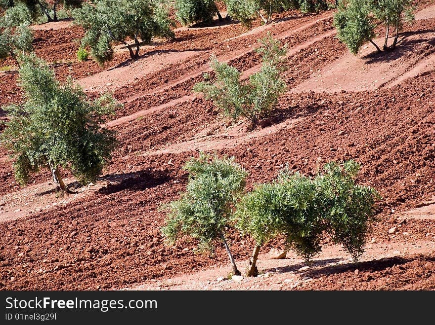 Olive Trees In Andalusia, Spain