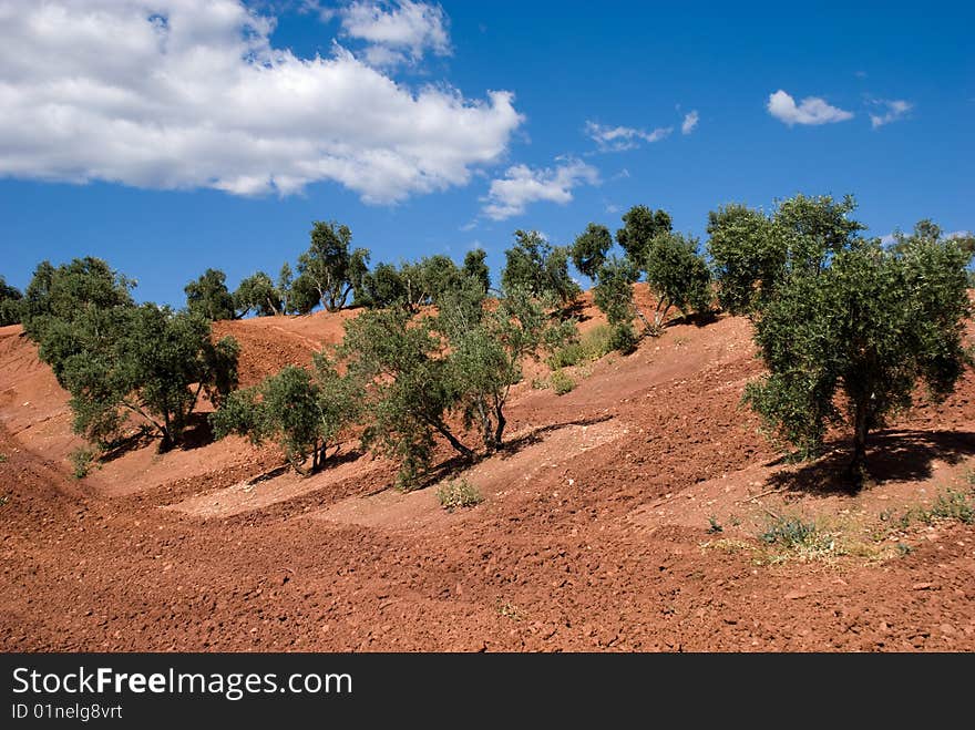 Olive Trees In Andalusia, Spain