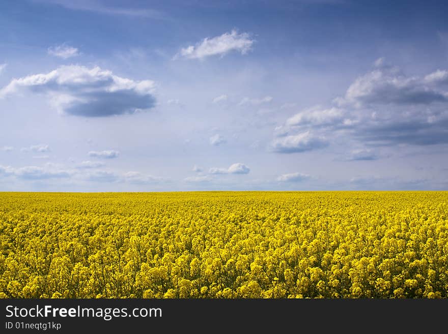 Yellow seed field in Slovakia. Yellow seed field in Slovakia