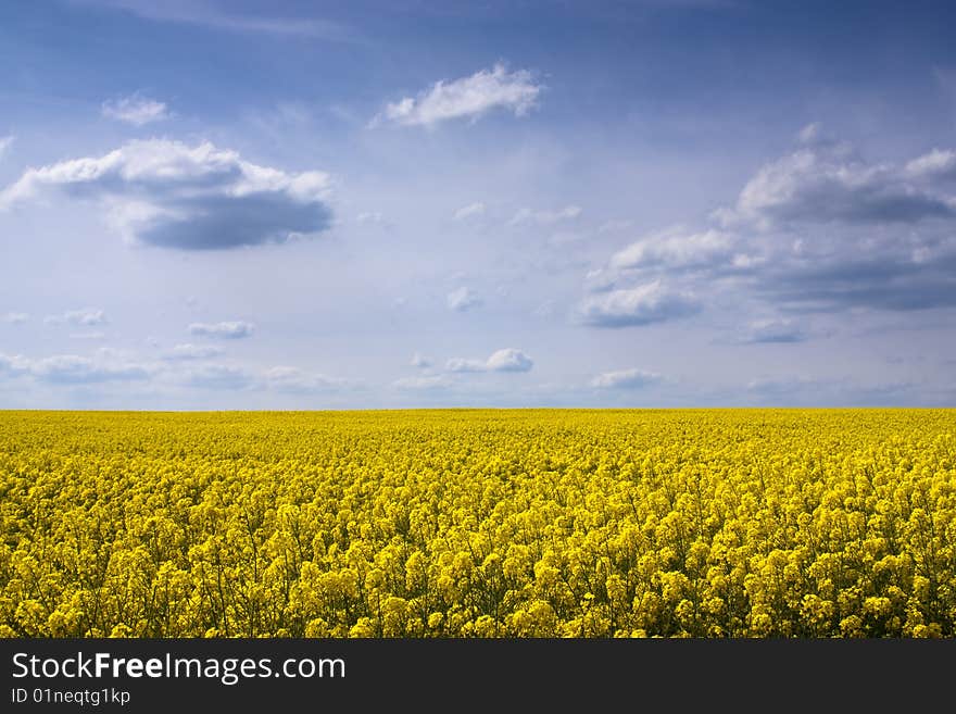 Yellow rape seed field