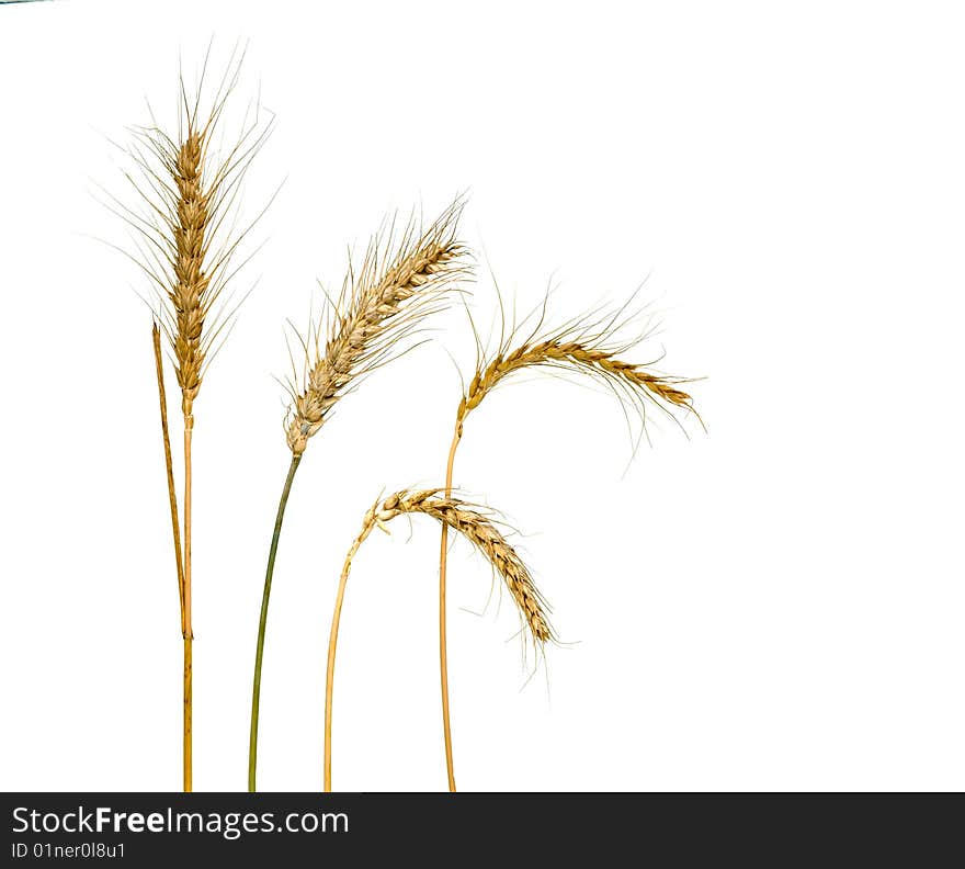 Mature Wheat