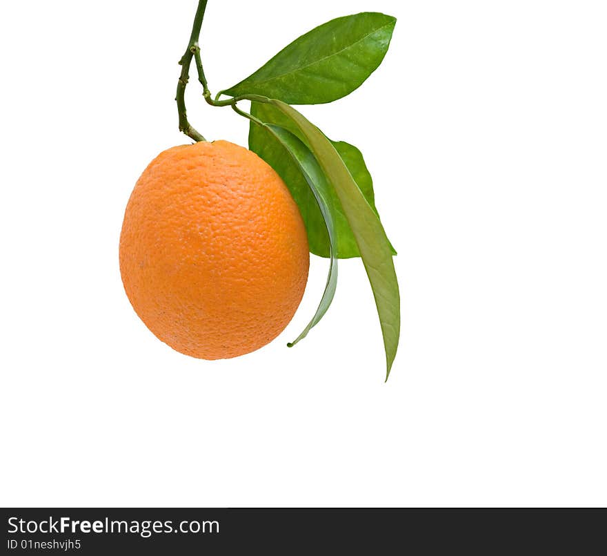 Orange isolated on white background