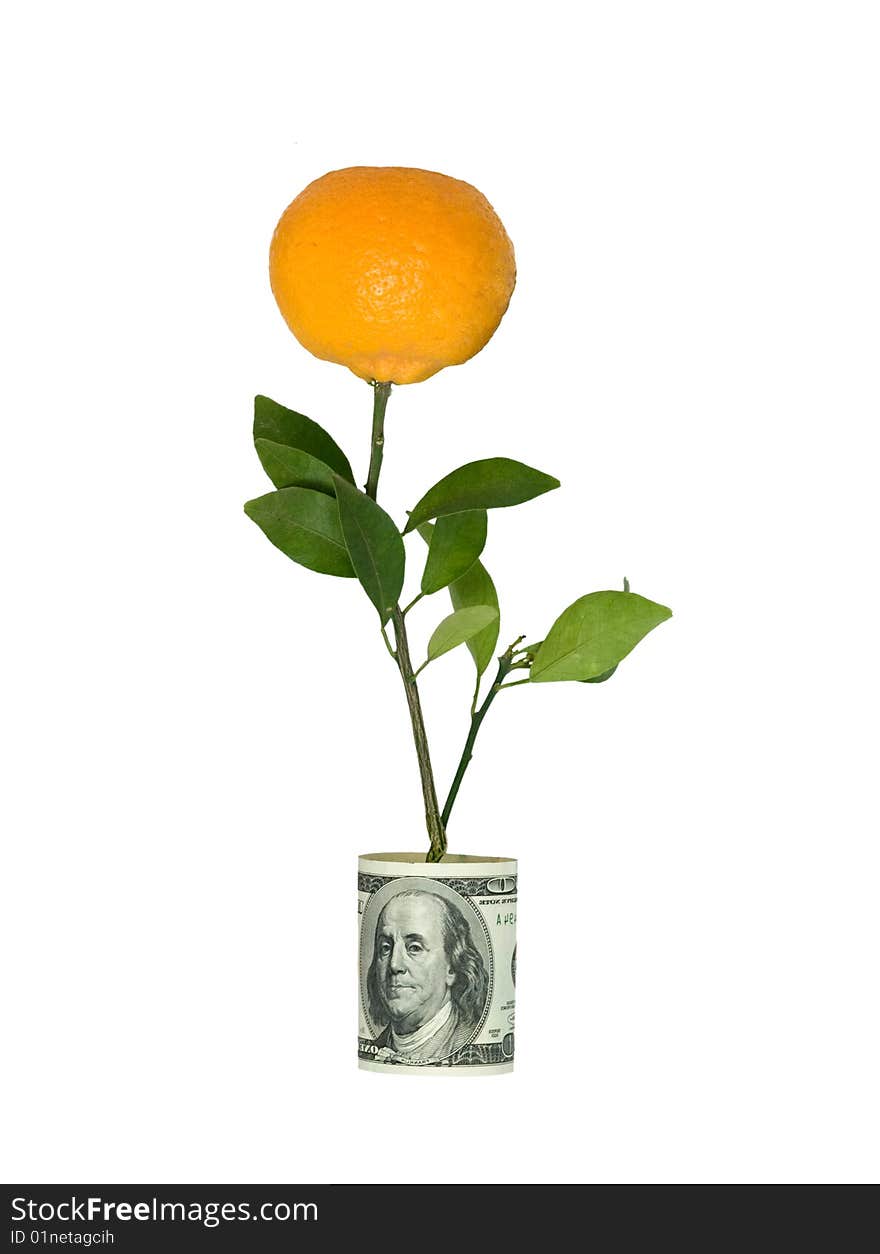 Branch With  Tangerine In Dollar Pot