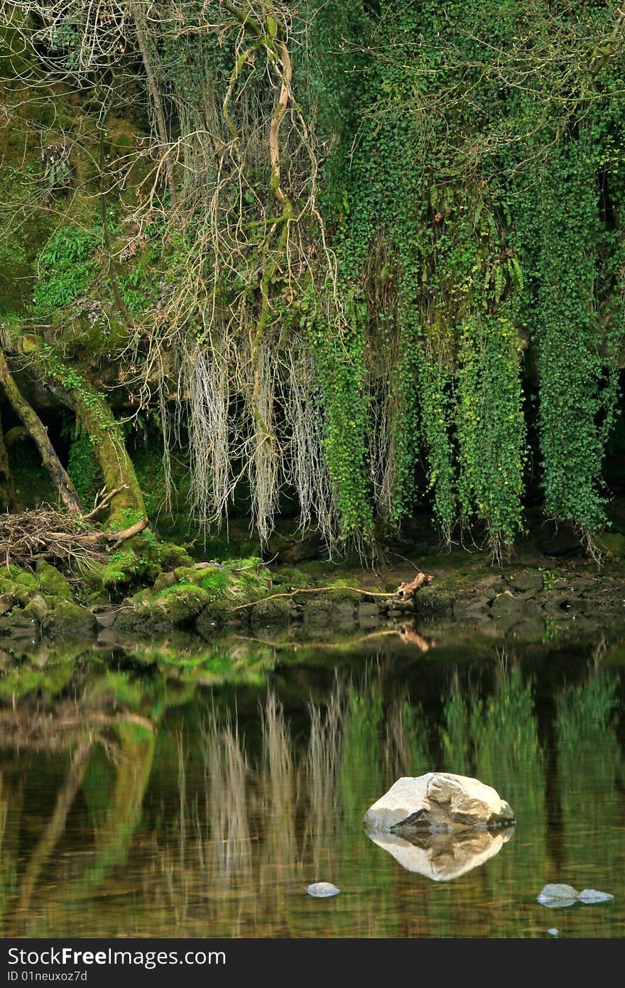 The reflection of some foliage in a river