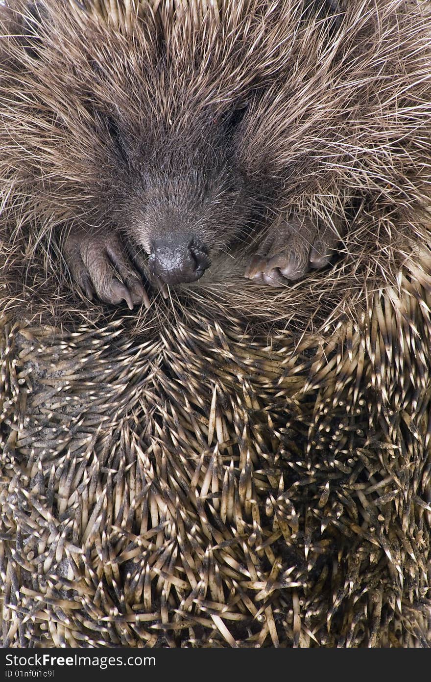 Hedgehoge male adult isolated on white