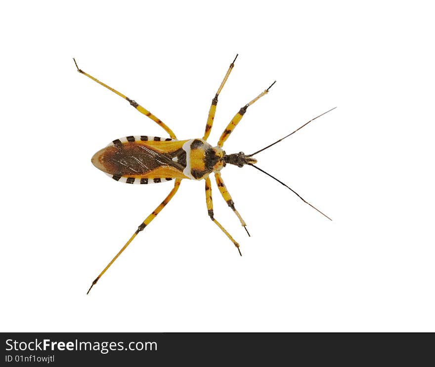 Close up of predatory Heteroptera