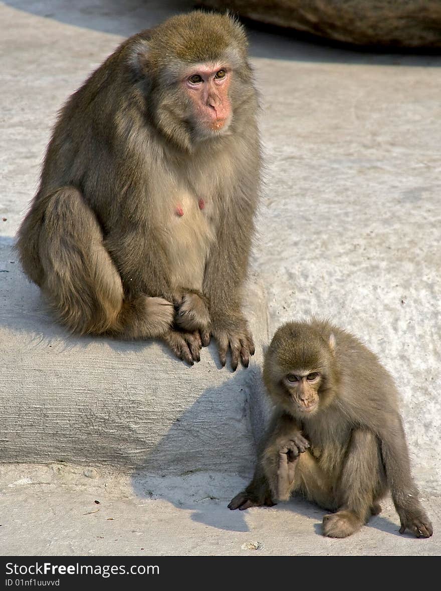 Japanese macaque 2