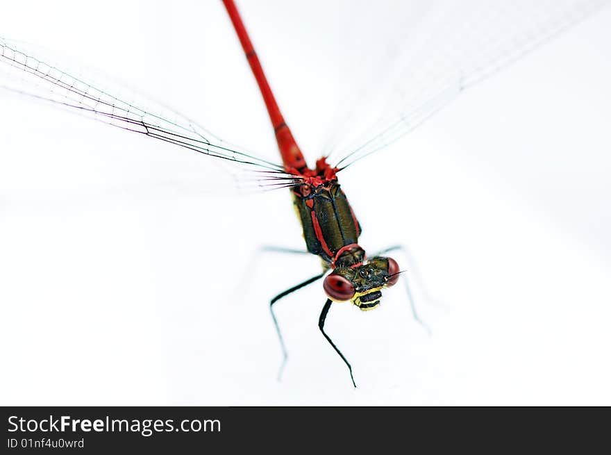 A dragonfly in front of a white background. A dragonfly in front of a white background