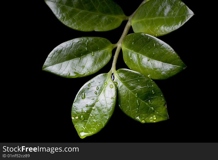 Water Drops On  Plant Leaf