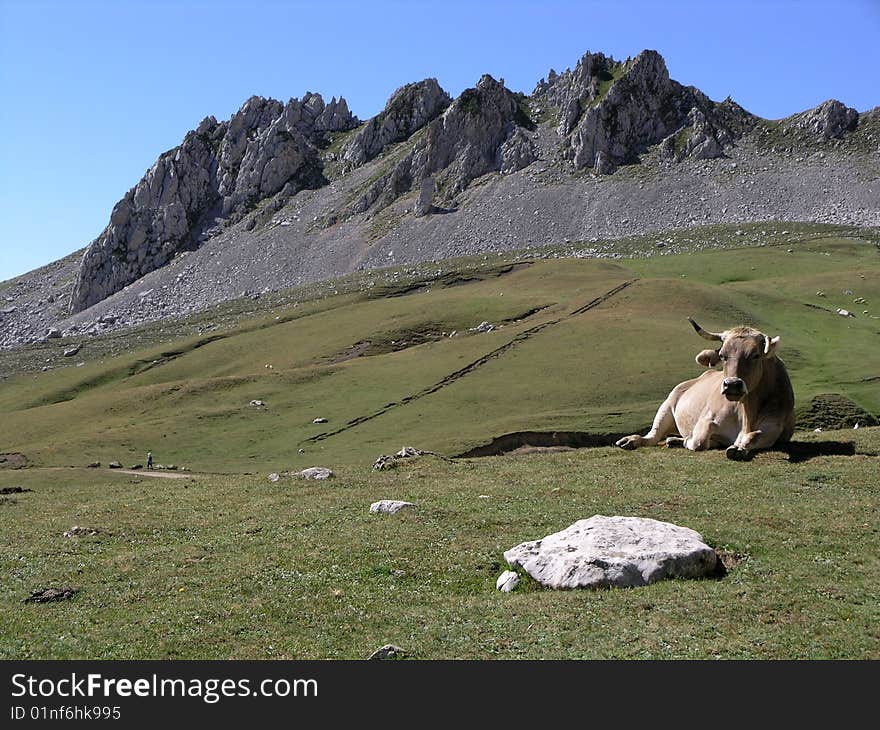 Alpine Scene with cow