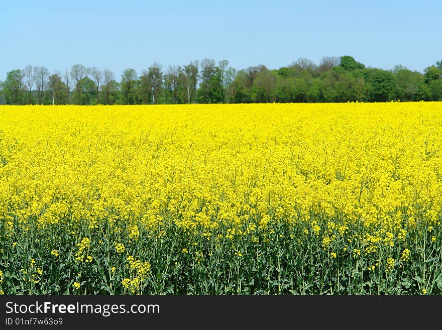 Rapeseed Field