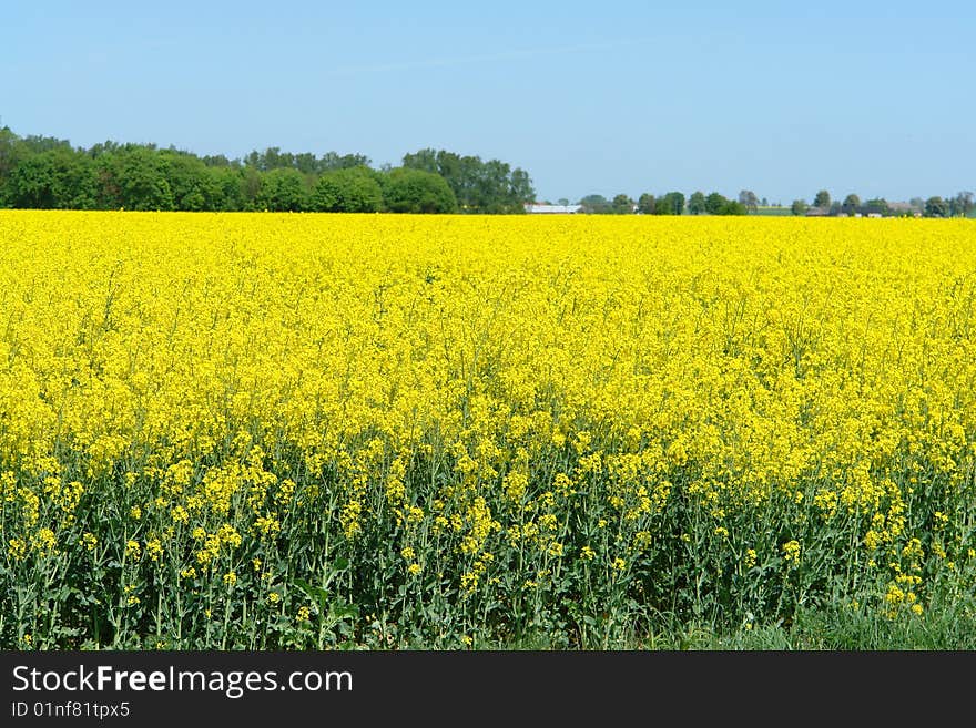 Field of rapeseed in summer. Field of rapeseed in summer