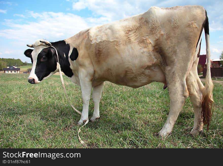 Rural cow grazed on a rural field