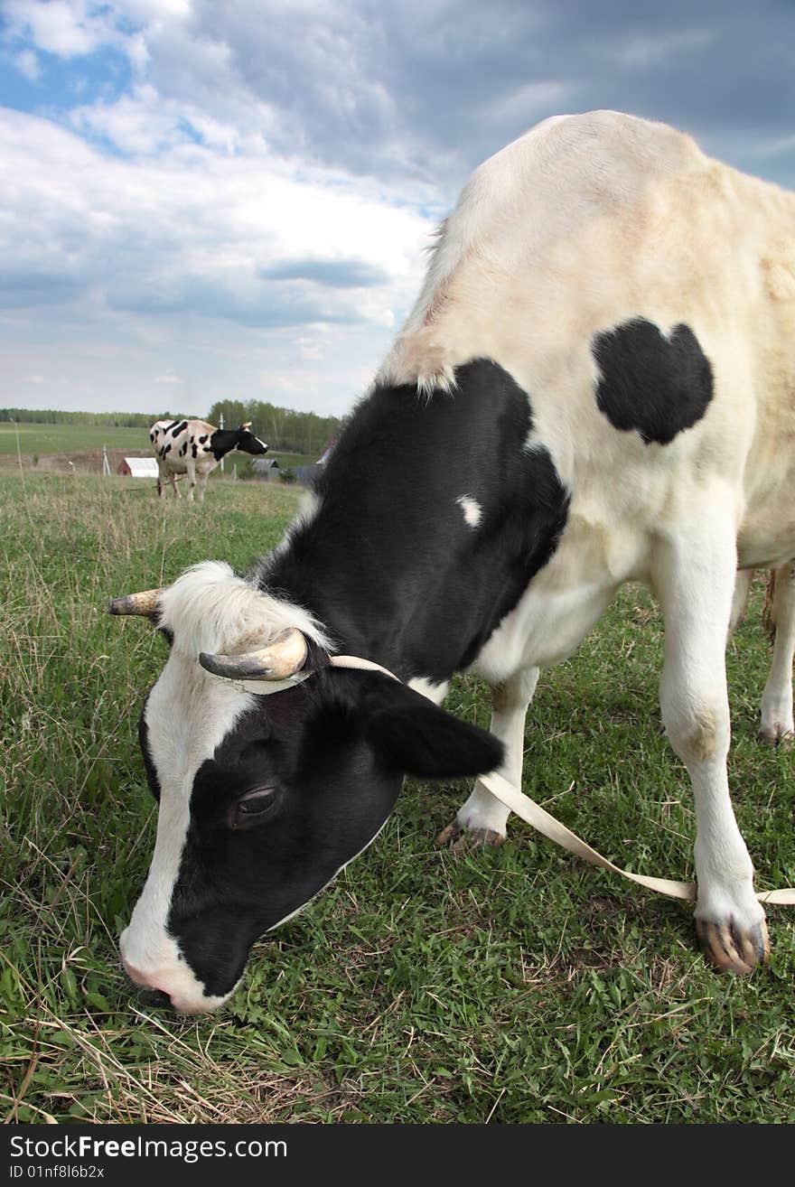 Rural cow grazed on a rural field