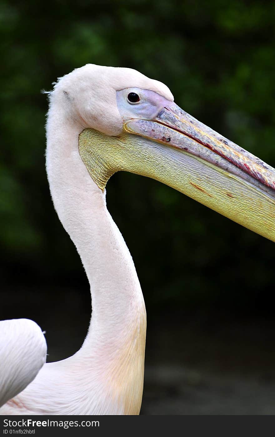 Great white pelican - Pelecanus onocrotalu