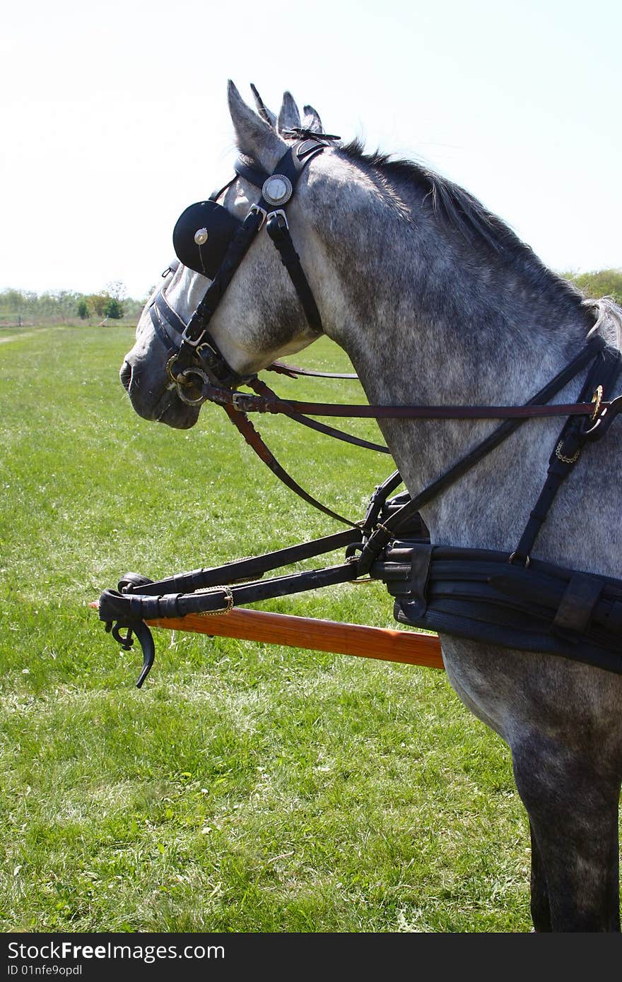 Two grey horse in a field. Two grey horse in a field