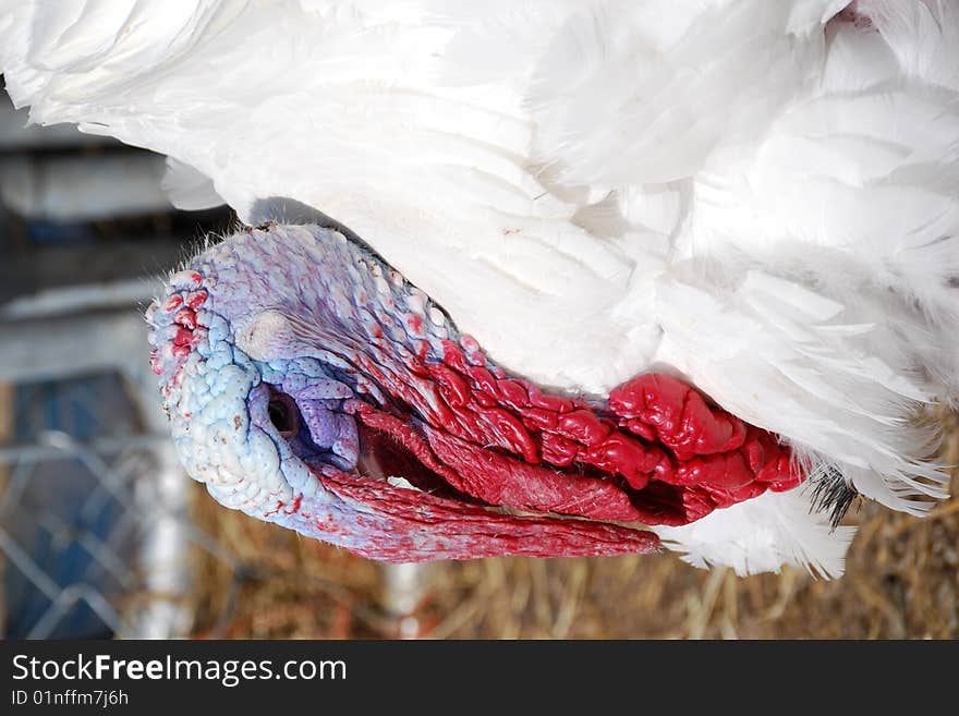 White turkey in a barnyard in Alaska