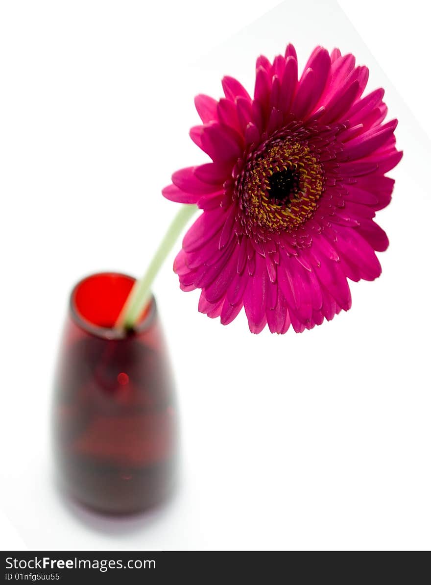 Pink gerbera isolated on white background. Pink gerbera isolated on white background.