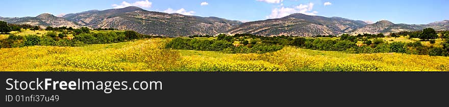 Panorama of a wild meadow with yellow flowers .